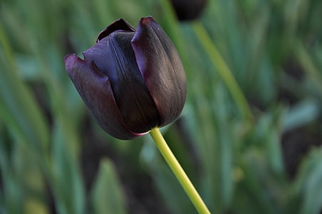 flores, flora, tulipanes, Burgas, negro