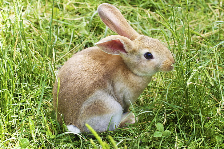 bunny, rabbit, easter, grass, cute, animal, furry
