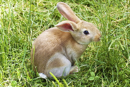Bunny, konijn, Pasen, gras, schattig, dier, harige