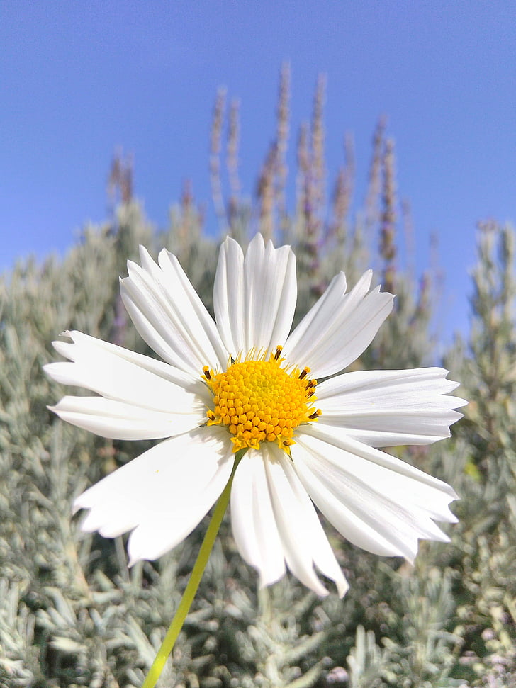 floare, flori de primavara, natura, cer, gradina, frumos, alb