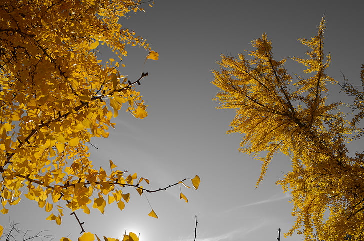 trees, leaves, sky, nature, gray, yellow