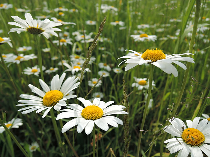 Meadow, Hoa, đồng cỏ Hoa, Hoa, Daisy, từ khóa fotomontáž, cỏ