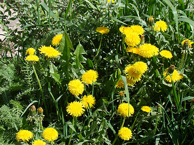 dandelions, yellow, flowers, sun, summer, grass, green
