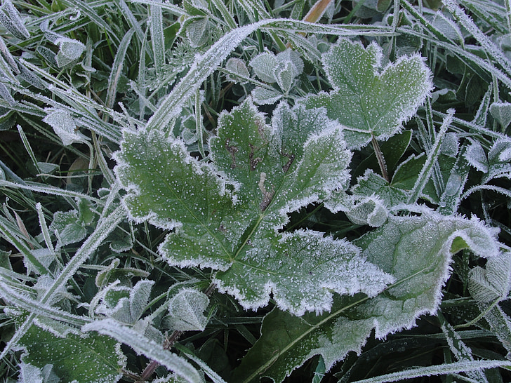 Frost, listov, pozimi, hladno, zamrznjeni, zamrznjene listov, ledenomrzel