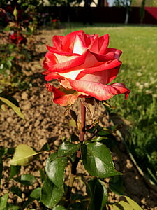 color de rosa, verano de macro, hermosa, flores, naturaleza, Rosa tierno, planta