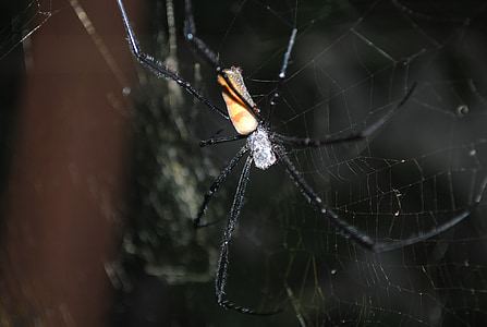 Spider, hämähäkki hyönteinen, hämähäkinverkko, ansa