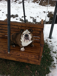 swing, winter, weather, fun, outdoor, english bulldog, breed