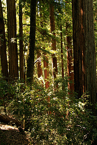 óriás, vörösfenyő, fák, California, fa, szerves, mezőgazdaság