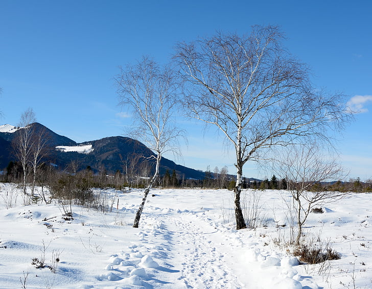 pozimi, sneg, drevo, posamično, breza, hladno, krajine