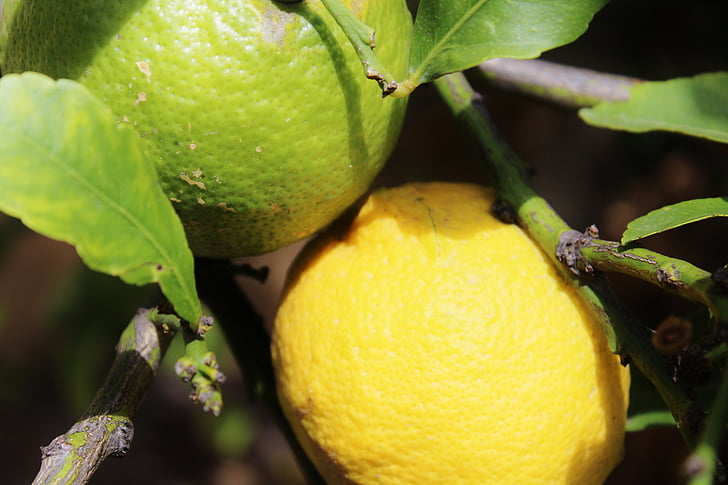 citrony, Lemon tree, ovoce, Středomořská, žlutá, zelená, citrusové