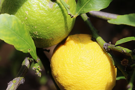 lemons, lemon tree, fruits, mediterranean, yellow, green, citrus