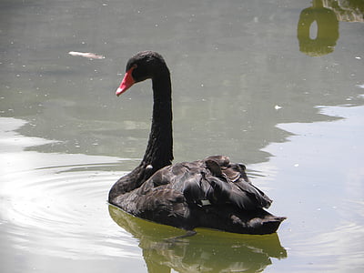 swan, nero, pond