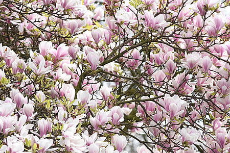 bunga, merah muda, Magnolia, bunga, alam, musim semi, warna pink