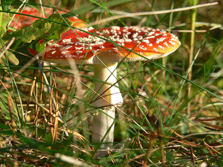toadstool, mushroom, nature, poisonous, toxic, color, danger
