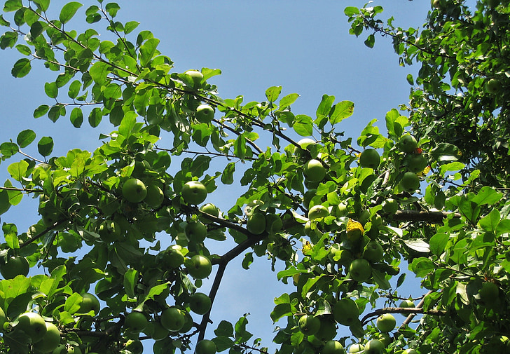 ябълковото дърво, Зелена ябълка, лято, Есен, зрели, ябълки на дърво, плодове