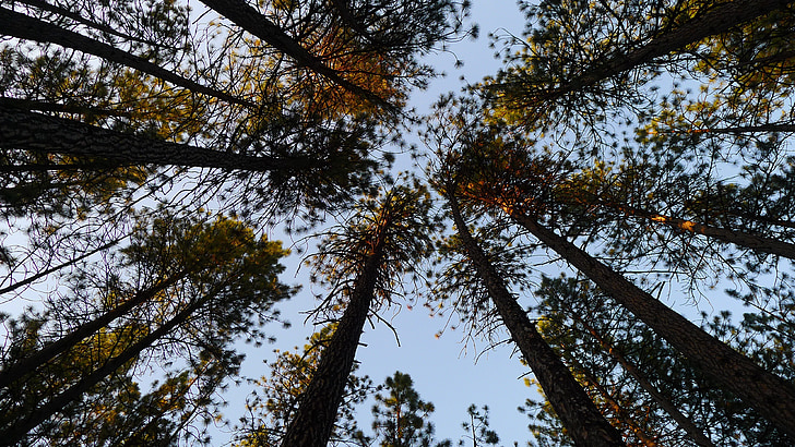 trees, pine trees, sky, tree background