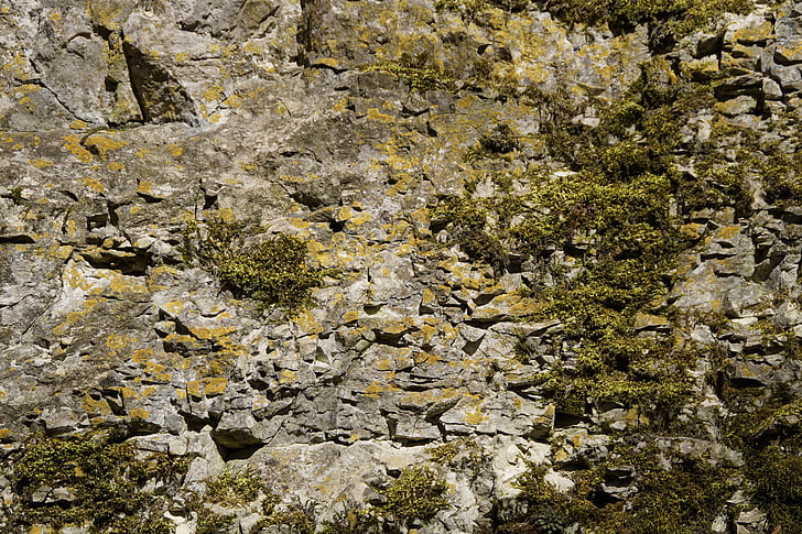 estrutura, pedra calcária, rocha, musgo, incrustação, abandonada, textura