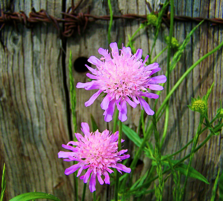 Purpurinė rožinė gėlių pieva, Wildflower, pavasarį