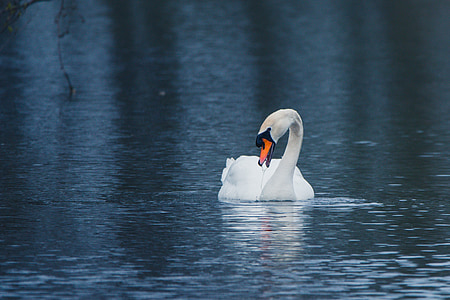 swan, water bird, swim, lake, pond, water, waters