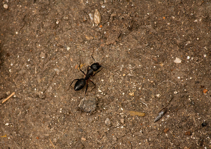 Ant, insekt, sort, kravler, lille, lille, bug