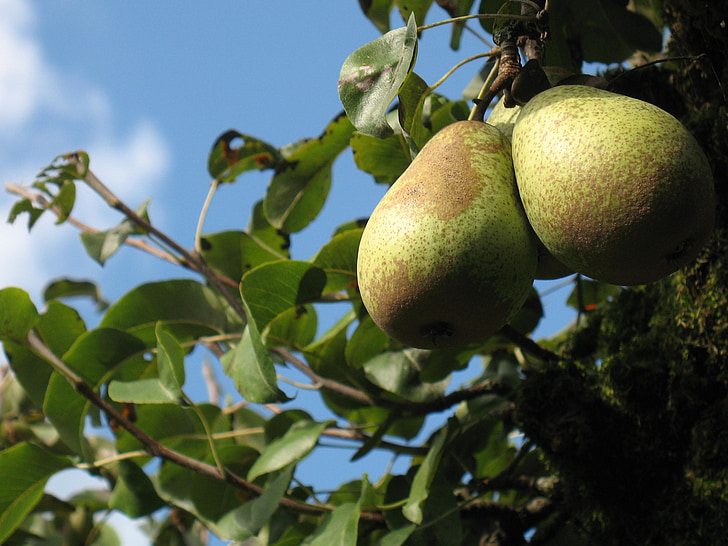 Pear, árvore de pera, frutas, pomar