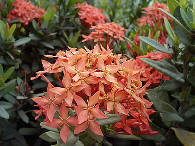 květiny, Flower pin, červené květy, jehlu květy v oranžové, Bush, strom, červeno oranžová