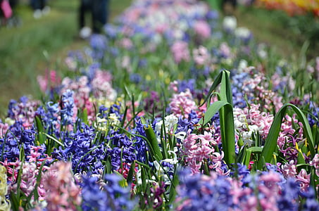 tulipany, Holandia, Michigan, kwiaty, ogród, kolorowe