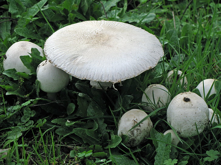 champignon, svampe, svamp, skov, paddehat, Oregon, Woods