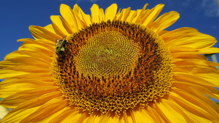 sunflower, blue sky, closeup, yellow, nature, agriculture, summer