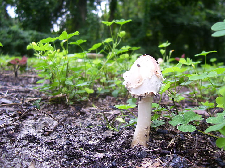jamur, jamur, jamur, putih, Woodland, hutan, vegetasi