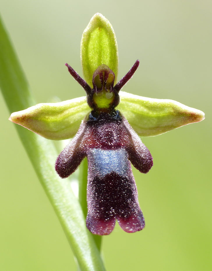 Wilde Blume, Orchidee, Ragwurz Fliege, Wilde Orchidee