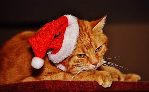 mačka, Crveni, Božić, kapu Djeda Mraza, smiješno, slatka, skuša