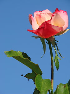 Роза, цвете, розово, Блум, флорални, Блосъм, лято