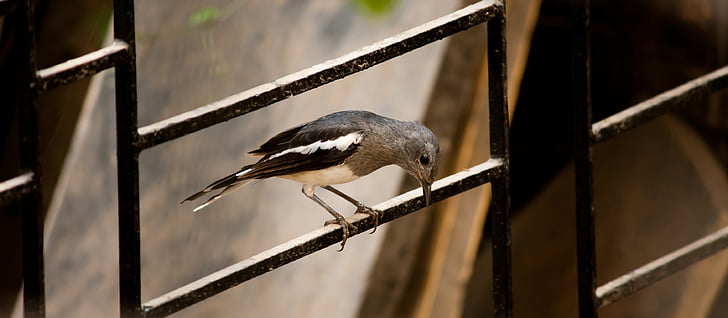 fuglen, vinduet, perched, liten, jern rutenett