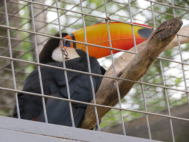 állatkert, madár, tukán, Sorocaba, Brazília, állat, vadon élő állatok