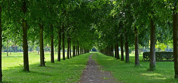 Parc, Avinguda, a peu, arbres, Avinguda arbrades, verd, arbre