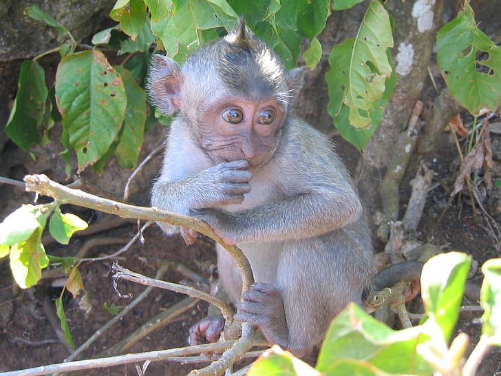 monkey, baby, japanese macaque, snow monkey, nature, primate, wildlife