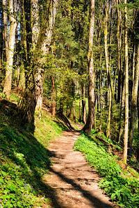suite, chemin d’accès, Forest, randonnée pédestre, nature, sentier, chemin forestier