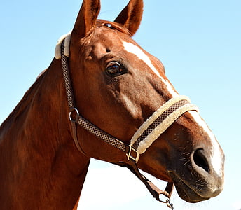 hest, Sky, dyreliv fotografering, dyrenes verden, animalske portræt, brun, hest hoved