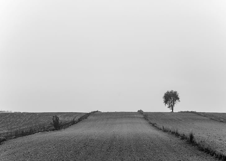 gris, blat, camp, diürna, rural, paisatge, carretera