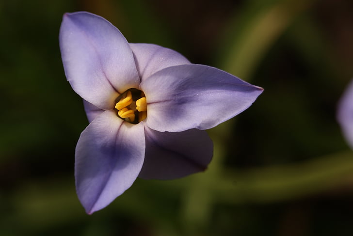 flower, purple, spring, iphéon, wild