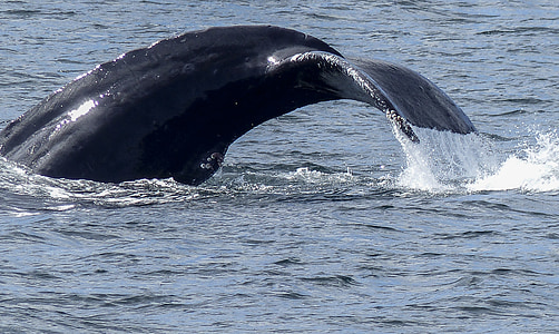 baleia jubarte, barbatana de cauda, espetáculo natural, natureza, mamífero, animal, vida selvagem