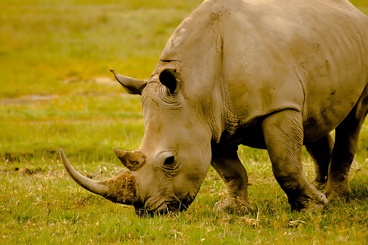Rhino, Keňa, zvíře, Afrika, Horn