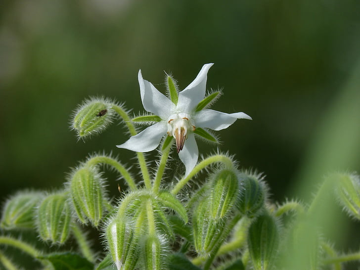 Borago officinalis, brutnák lékařský, Wild flower, Krása, jaro