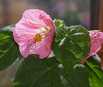 flowering maple, container plant, pink, pair, flower, blossom, bloom