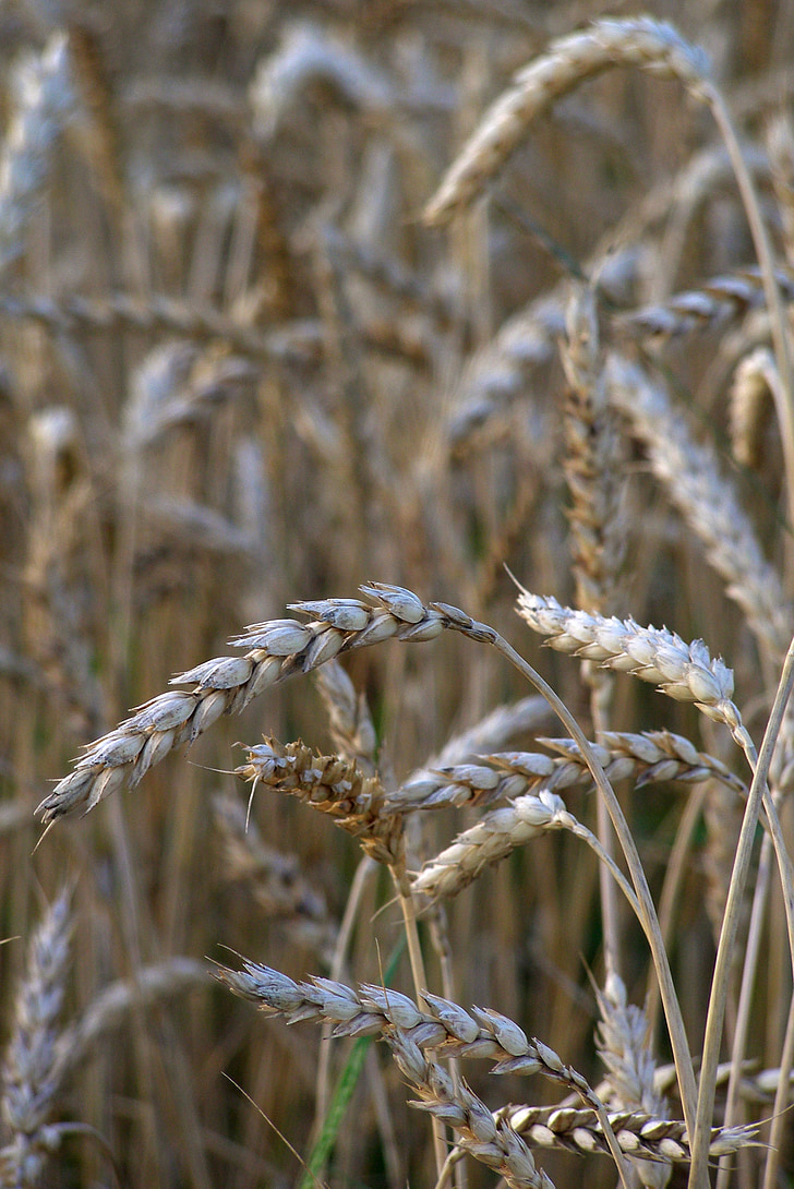 pšenice, koruza, ušesa, zrna, zrel, polje, žetev
