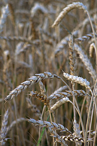 pšenice, kukuřice, uši, zrna, Zralé ženy, pole, sklizeň