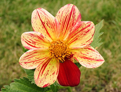 ungewöhnliche Blume, einzigartige, Blume