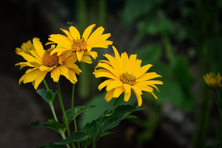 krása, žltá, kvety, detail, hmyzu, Záhrada, letné