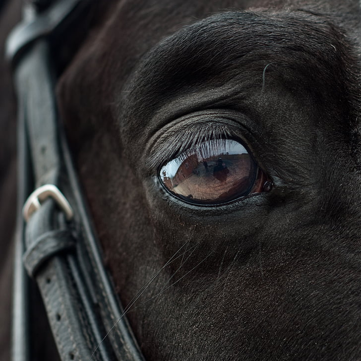 häst, öga, spegel, reflektion, närbild, mänskliga ögat, tittar på kameran